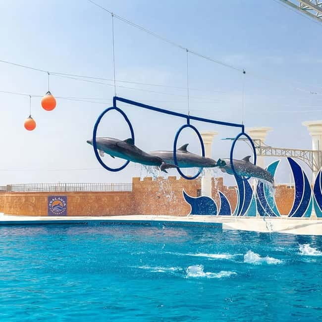 Alanya: Sealanya Dolphinpark Dolphin Show Tour - An In-Depth Look at the Sealanya Dolphinpark Dolphin Show Tour