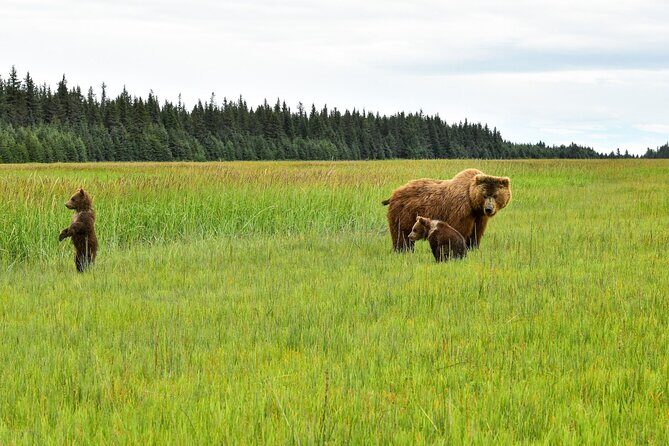 Alaska Bear Viewing Adventure from Seward - The Itinerary: What You Can Expect on the Day