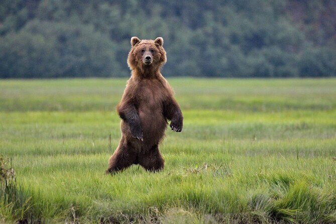 Alaska Bear Viewing Adventure from Seward - Potential Drawbacks and Considerations