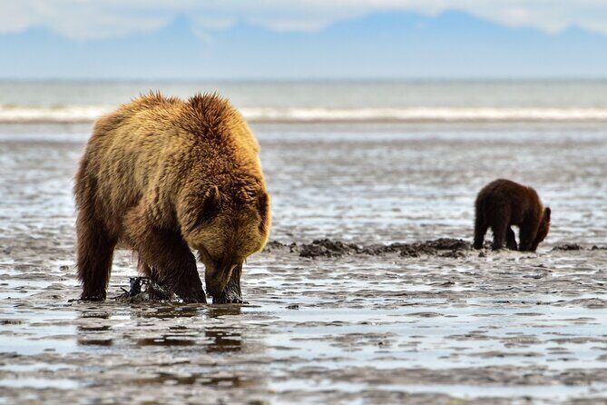 Alaska Bear Viewing Adventure from Seward - FAQ