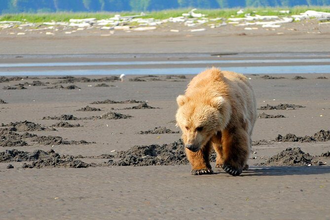 Alaska Bear-Viewing Day Trip from Homer - Key Points
