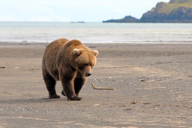Alaska Bear-Viewing Day Trip from Homer - What the Tour Includes and Excludes