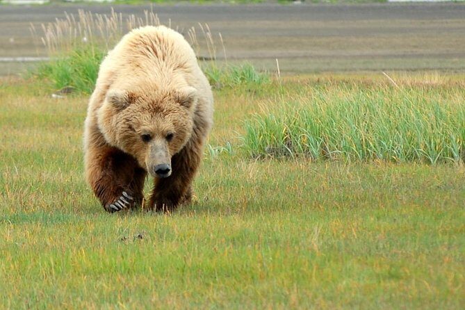 Alaska Bear-Viewing Day Trip from Homer - The Itinerary in Detail