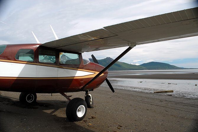 Alaska Bear-Viewing Day Trip from Homer - Who Will Love This Tour?
