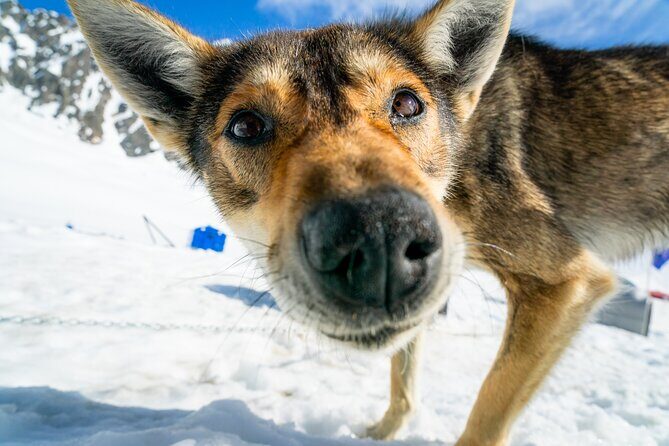 Alaska Helicopter and Glacier Dogsled Tour - SEWARD AREA - Frequently Asked Questions