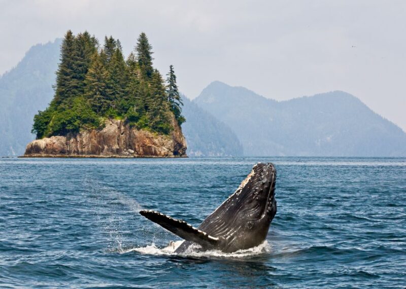 Alaska: Kenai Fjords & Denali National Park 5 Day Adventure - The Sum Up: Who Will Love This Tour?