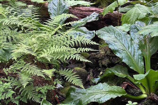 Alaska Nature Immersion: Forest Therapy Tour in Haines, Alaska - Frequently Asked Questions