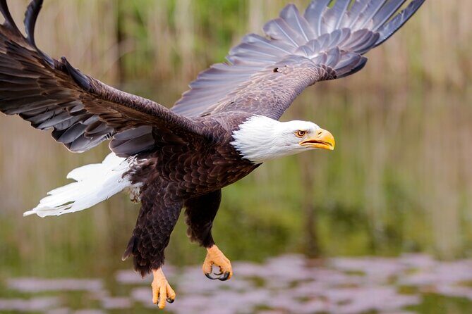 Alaska Wildlife Safari and Sightseeing Tour - The Sum Up