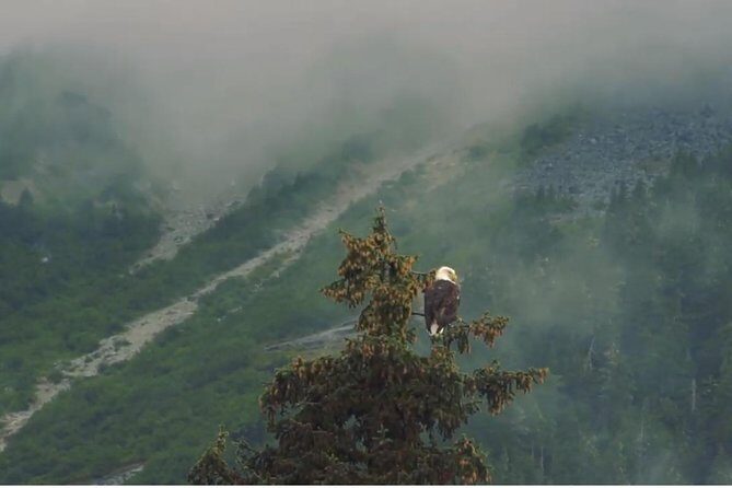 Alaska Wildlife Voyageur Canoe Safari from Haines - FAQ