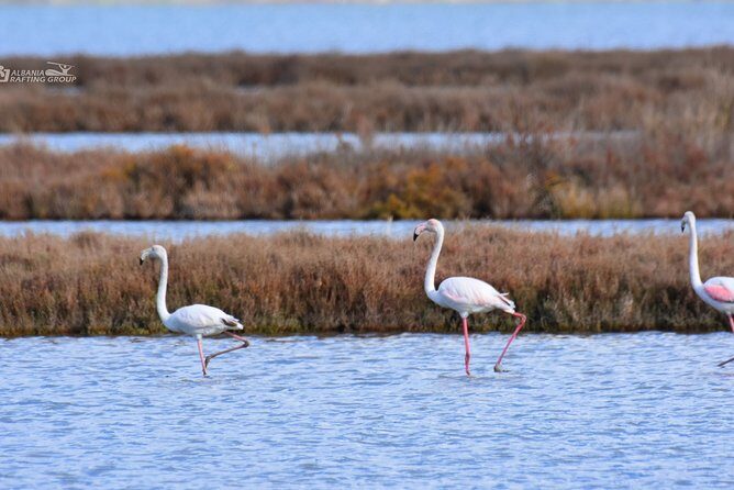 Albania Birdwatching, Kayaking, Bicycle National Park Divjaka Karavasta(ARG) - Key Points