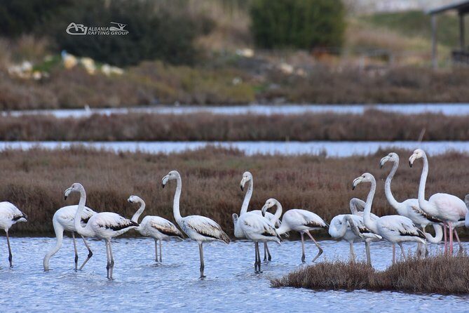 Albania Birdwatching, Kayaking, Bicycle National Park Divjaka Karavasta(ARG) - Practical Details and Tips
