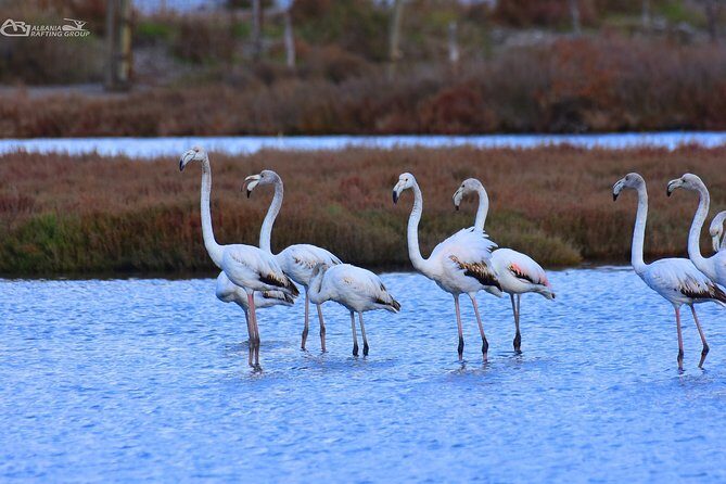 Albania Birdwatching, Kayaking, Bicycle National Park Divjaka Karavasta(ARG) - FAQs