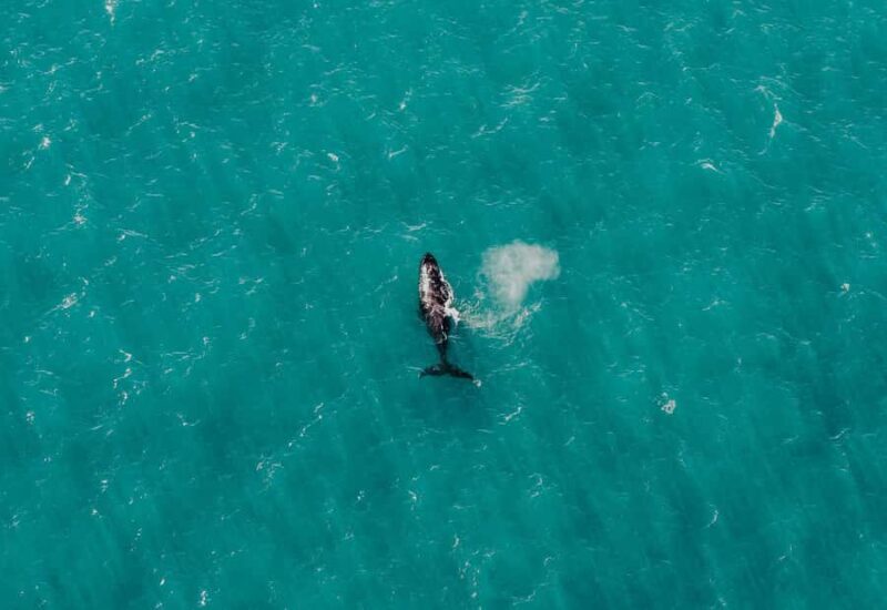 Albany: 60 min scenic helicopter flight - FAQ