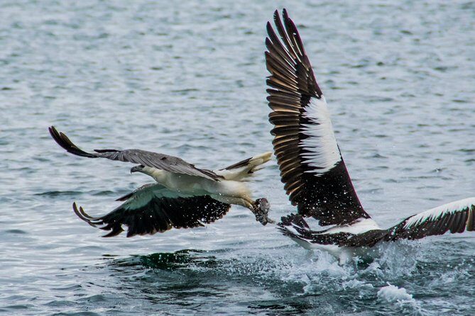 Albany Wildlife and Scenic Cruise - The Value of a Well-Balanced Experience