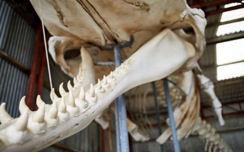 Albany's Whale Story - Analyzing the Value