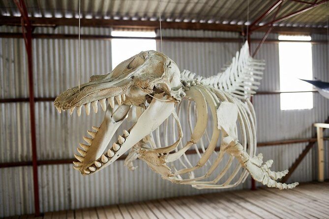 Albany's Whale Story - Why You Should Consider This Tour