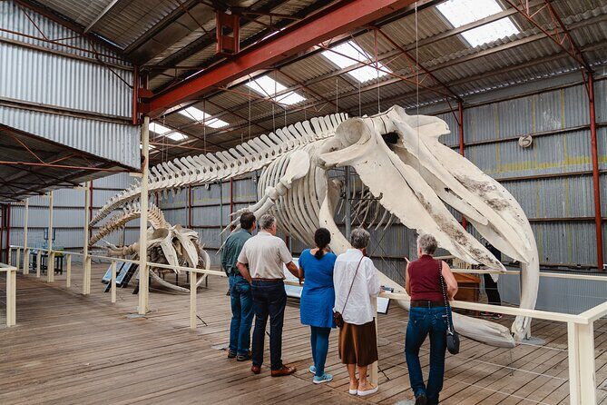 Albany's Whale Story - FAQ