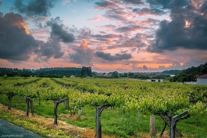 Albariño trails Private Wine Tour/Shore excursion from Vigo - Who Will Love This Tour?