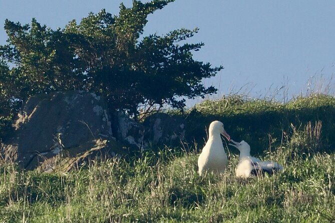 Albatross, seals, and sea birds-Wildlife Cruise - In The Sum Up