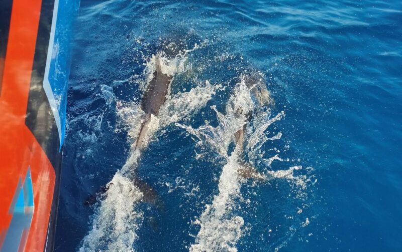 Albufeira: 2.5-Hour Dolphin Watching and Caves Trip - Pricing and Value