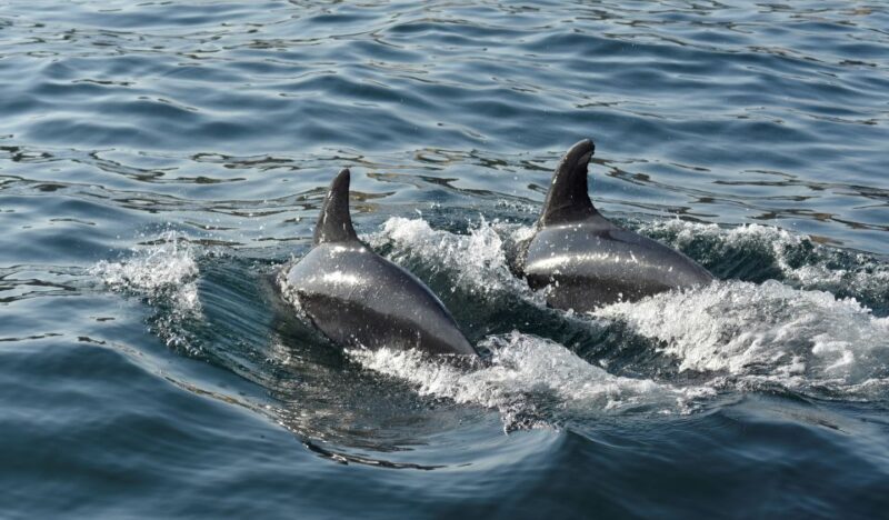 Albufeira: 2.5-Hour Dolphin Watching and Caves Trip - FAQ