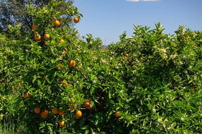 Albufeira: Algarve Traditions & Food Tasting - FAQ