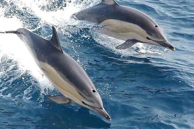 Albufeira: Dolphins and Caves Private Tour - Why Is This Tour a Smart Choice?