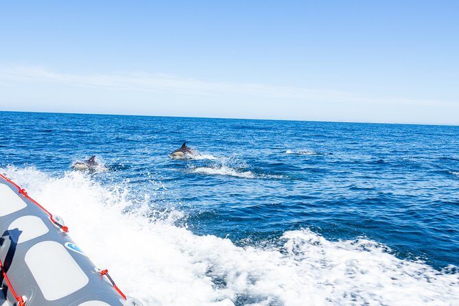 Albufeira: Dolphins and Caves Private Tour - Who Would Love This Tour?