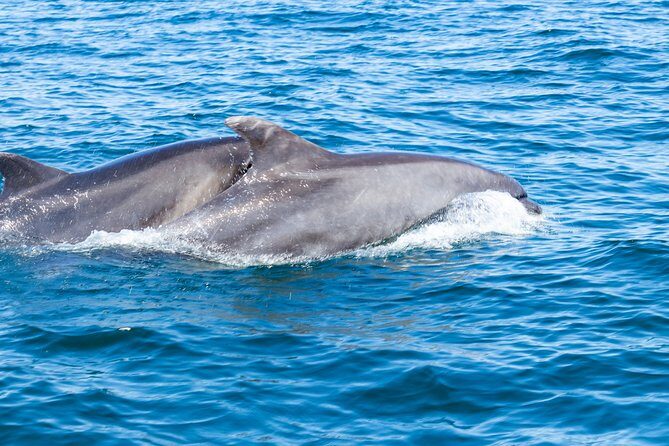 Albufeira: Dolphins and Caves Private Tour - Final Thoughts