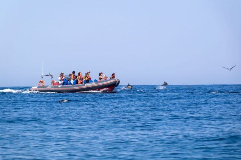 Albufeira: Dolphins, Benagil Caves and Coastline Boat Tour - An In-Depth Look at the Experience
