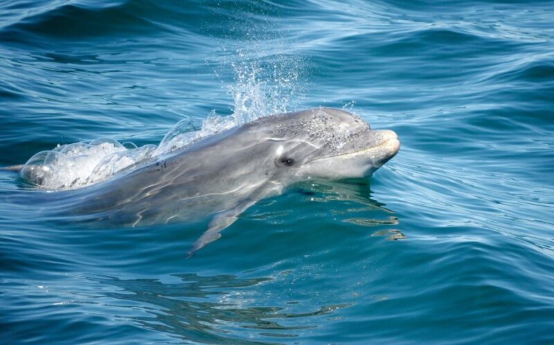 Albufeira: Dolphins, Benagil Caves and Coastline Boat Tour - Final Thoughts