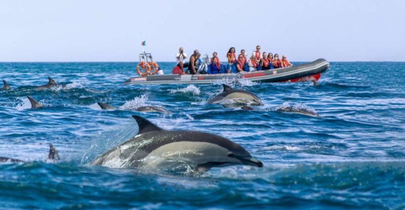 Albufeira: Dolphins, Benagil Caves and Coastline Boat Tour - Frequently Asked Questions