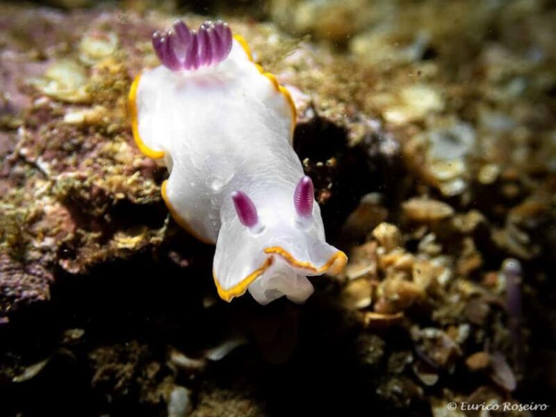 Albufeira: Double Ocean Dive for Certified Divers - Why This Tour Offers Great Value