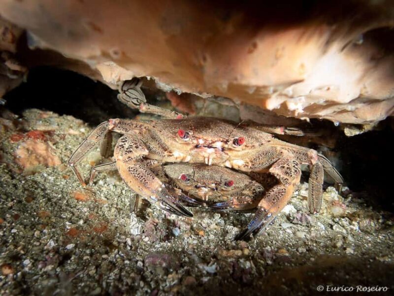 Albufeira: Double Ocean Dive for Certified Divers - Authentic Experiences and Reviews