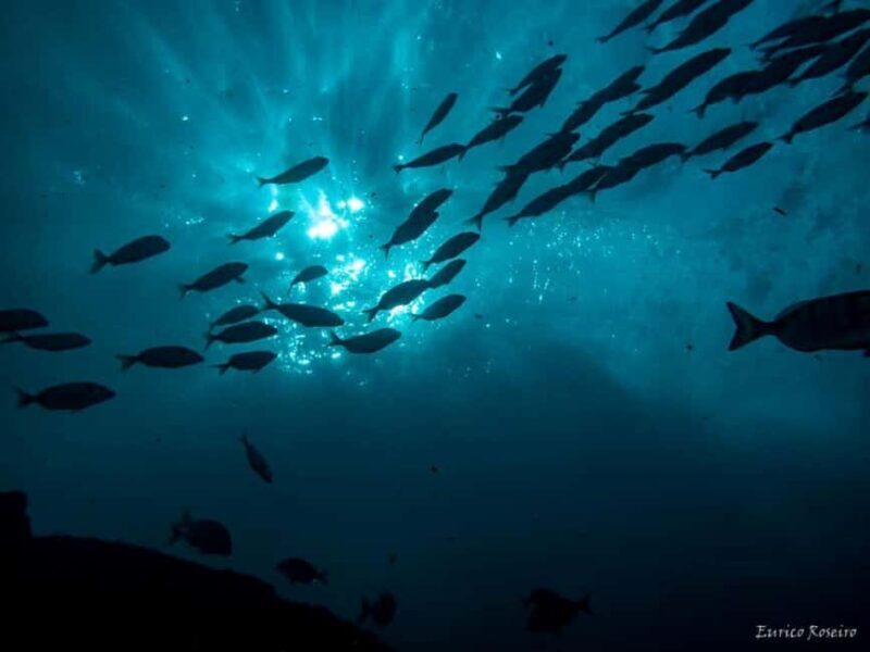 Albufeira: Double Ocean Dive for Certified Divers - FAQ