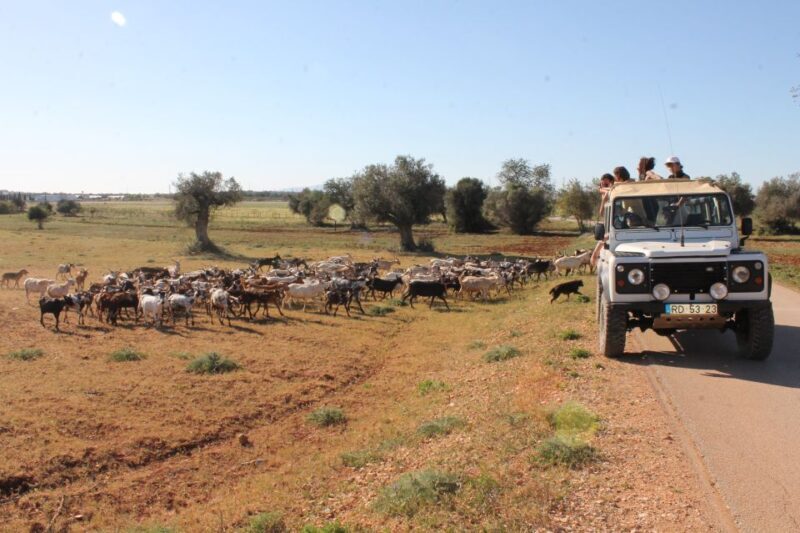 Albufeira: Jeep Safari Half-Day Countryside Tour - Who Will Love This Tour?