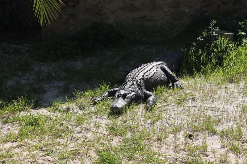 Albufeira Jeep Safari with Zoo - Fun at the Theme Park