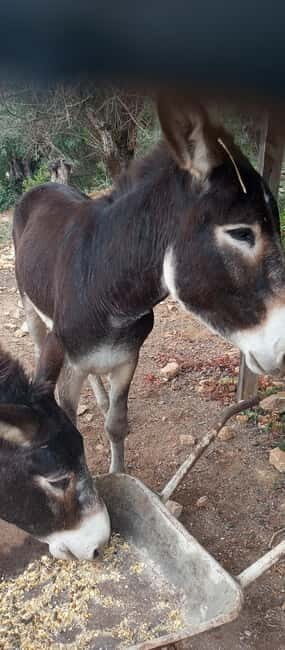 Albufeira Jeep Safari with Zoo - Practical Details and Value