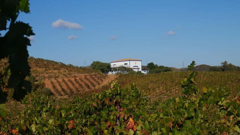 Albufeira, Olhão, Faro: visit to a vineyard, free time in Silves - A Deep Dive into the Experience