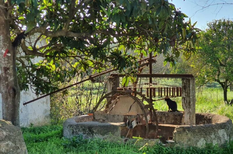 Albufeira: Safari Excursion in the Algarve Mountains - Introduction