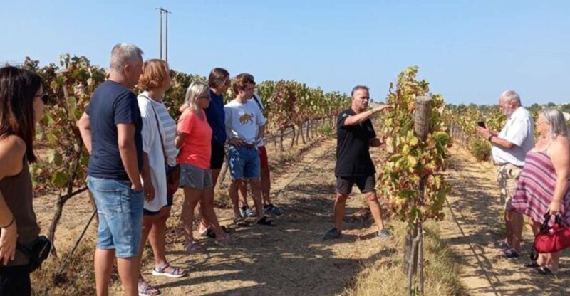 Albufeira/Vilamoura: Winery Tour with Wine Tasting and Tapas - A Closer Look at the Experience