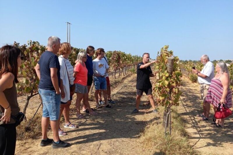 Albufeira/Vilamoura: Winery Tour with Wine Tasting and Tapas - Frequently Asked Questions