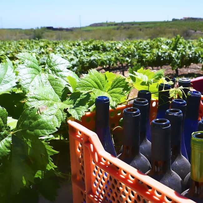 Albufeira: Wine Tasting Tour with Castle and Windmill Visit - Who Will Love This Tour