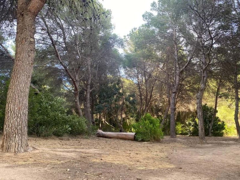 Albufera Bike Adventure: Wetlands, Beaches & Biodiversity - Who Will Love This Tour?