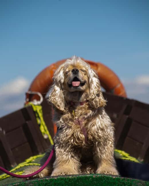 Albufera de Valencia: boat ride and visit to a barraca - How the Tour Compares and Why It’s Worth It