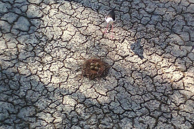 Albufera: Lake, Paella and Birdwatching - Exploring Albufera: Lake, Paella, and Birdwatching – A Detailed Review