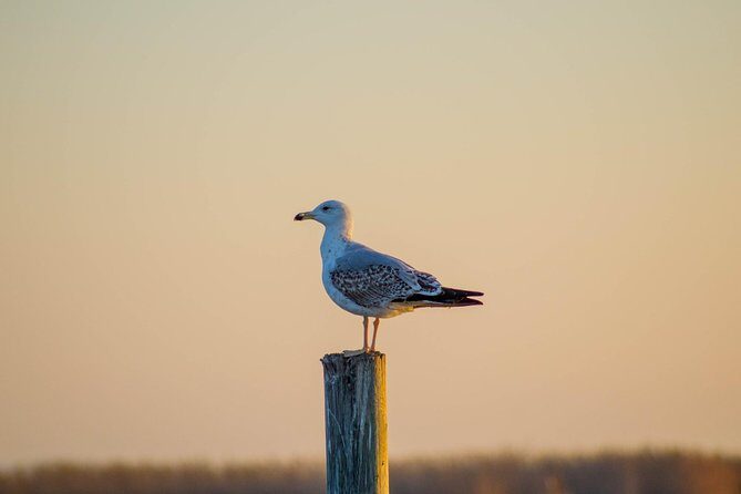Albufera Natural Park Tour with Boat Ride from Valencia - Who Will Love This Tour?