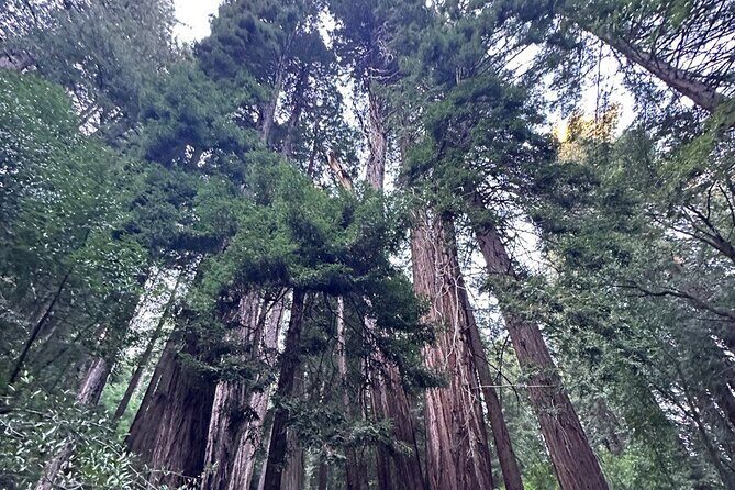 Alcatraz Plus Muir Woods & Sausalito Combo Tour - FAQ