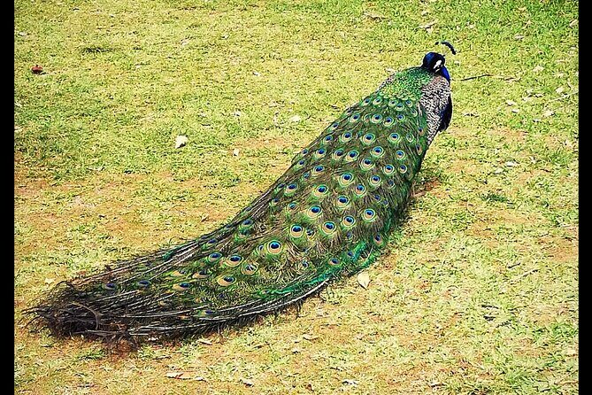 Alcázar Of Seville Private Tour - An In-Depth Look at the Alcázar Private Tour