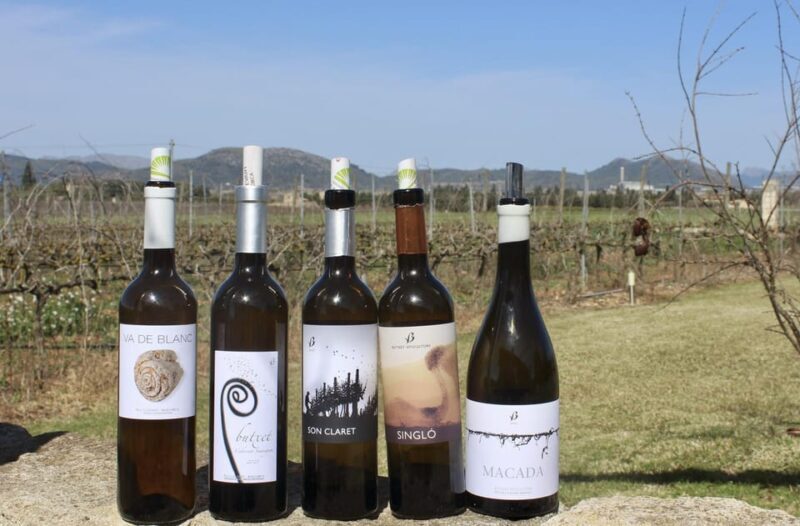 Alcúdia/Can Picafort: Guided Vineyard Visit and Wine Tasting - A Full Breakdown of the Vineyard Tour Experience